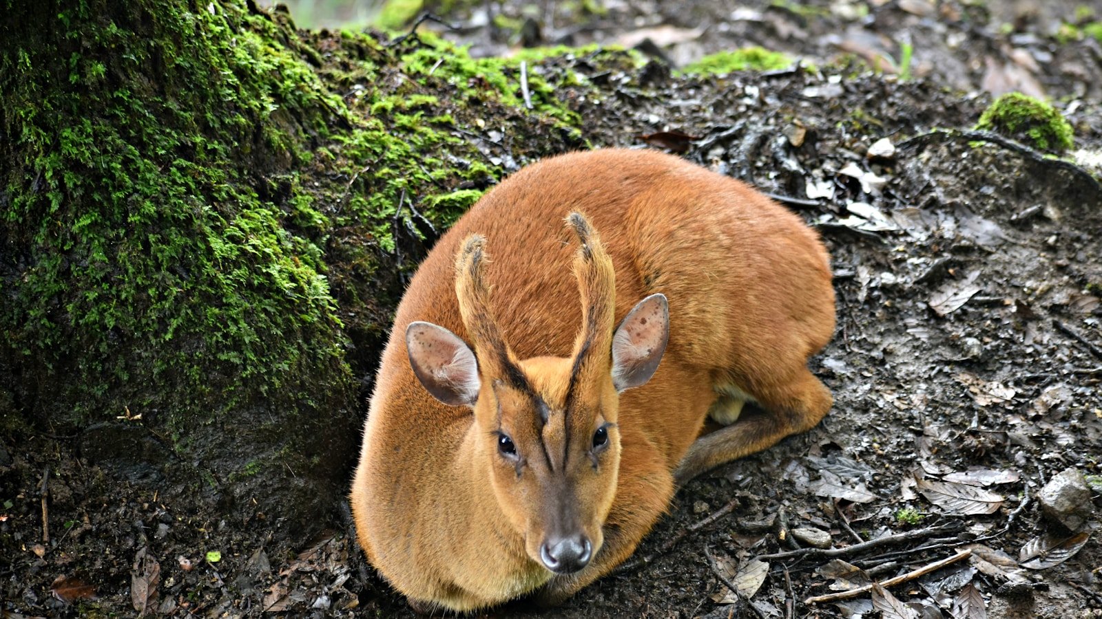 Photo by Ayan Nayak